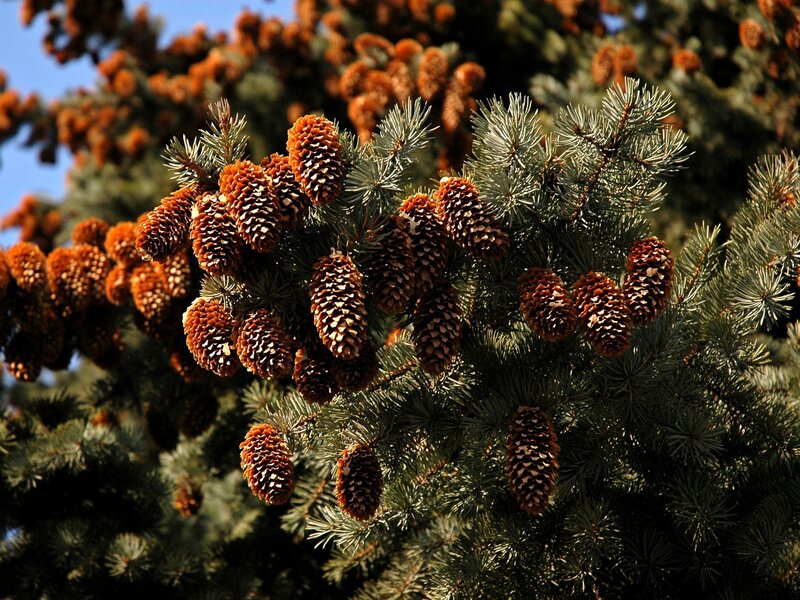 Pine Cones on Tree Branch — Green, Natural