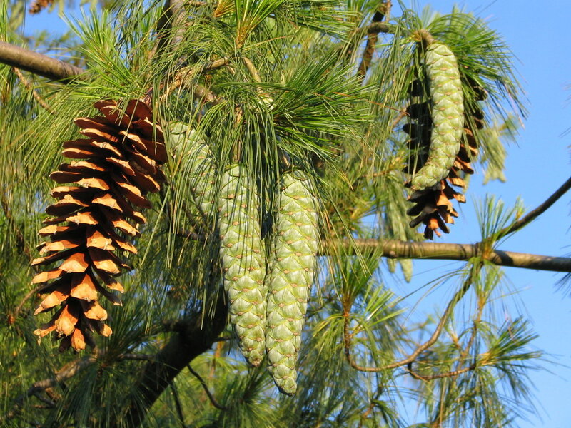 Pine Cones on Tree Branch — Green, Serene