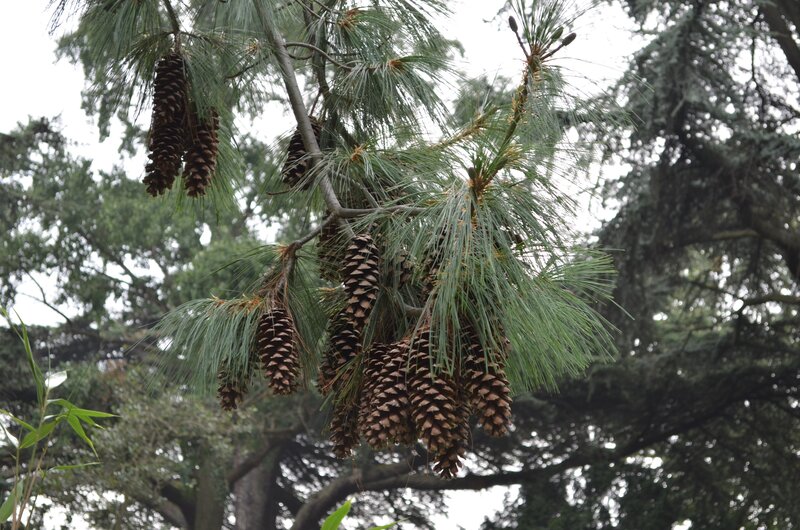 Pine Cones on Tree Branch — Green