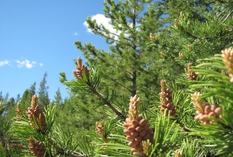 Pine Cones on Tree Branch