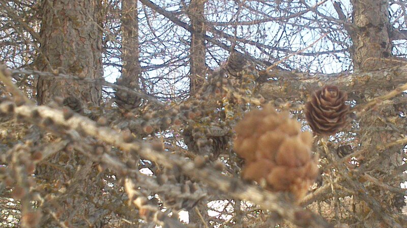 Pine Cones on Tree Branches — Brown