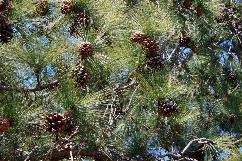 Pine Cones on Tree Branches — Green
