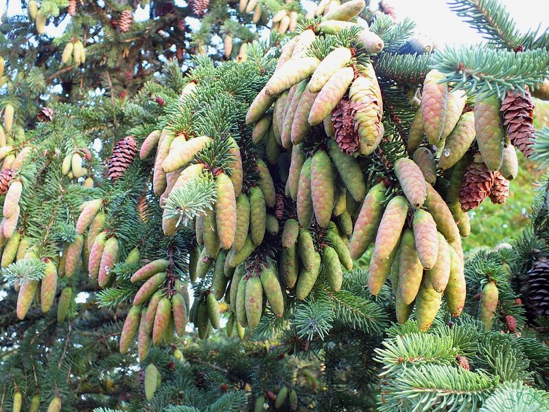 Pine Cones on Tree