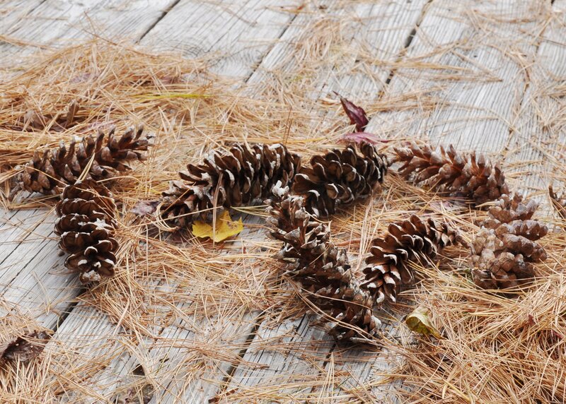 Pine Cones on Wood