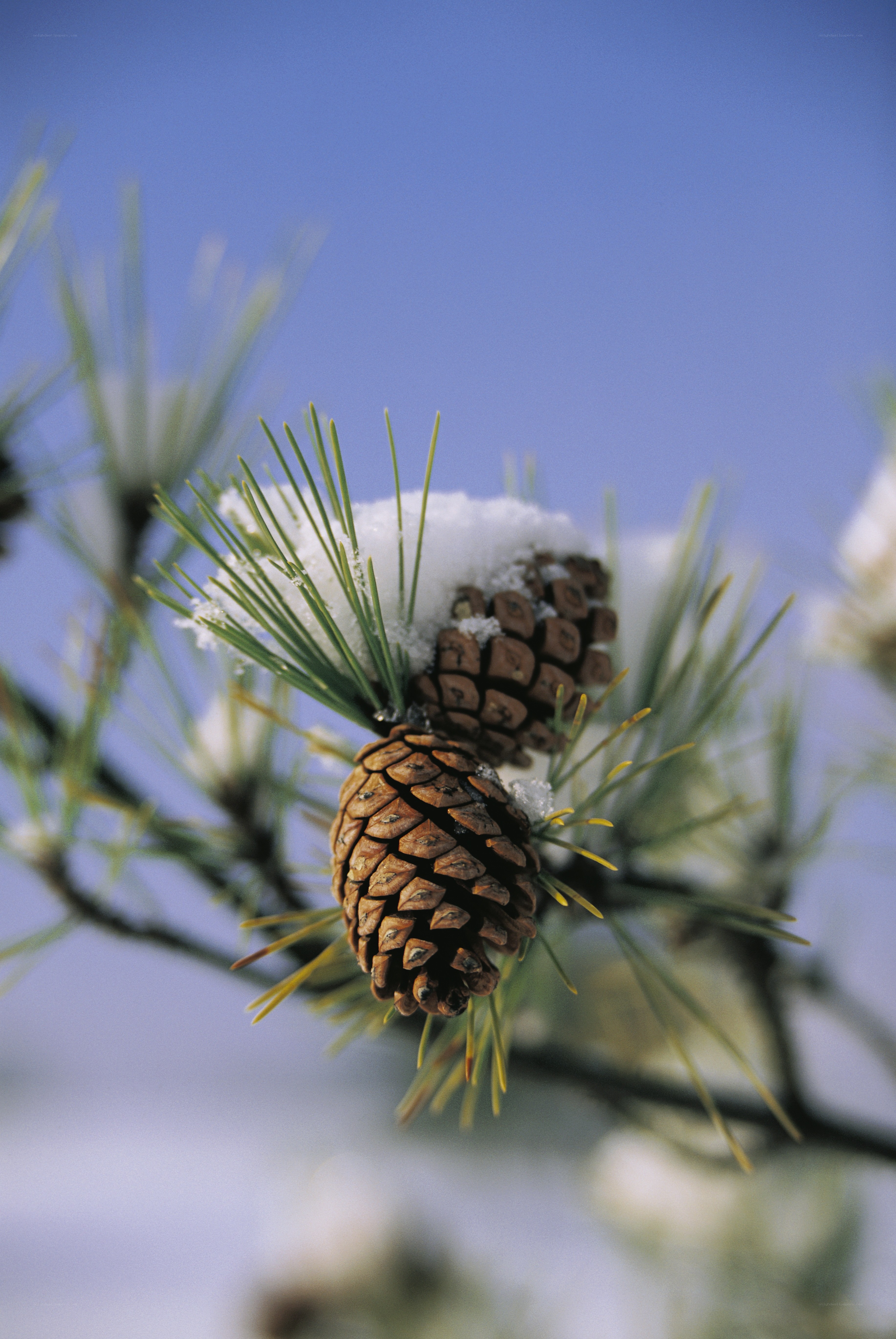 Pine cones with snow