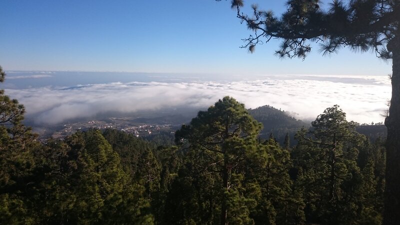 Pine Forest Above Clouds