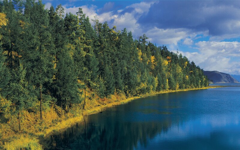 Pine Forest Along Lake