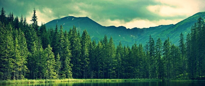 Pine Forest and Lake — Green