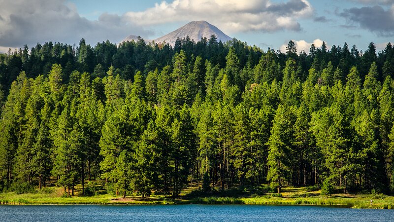 Pine Forest and Lake