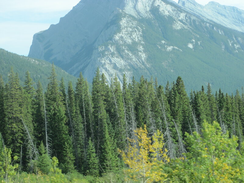 Pine Forest and Mountain