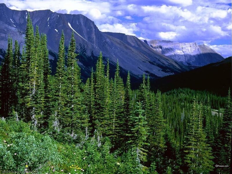 Pine Forest and Mountains