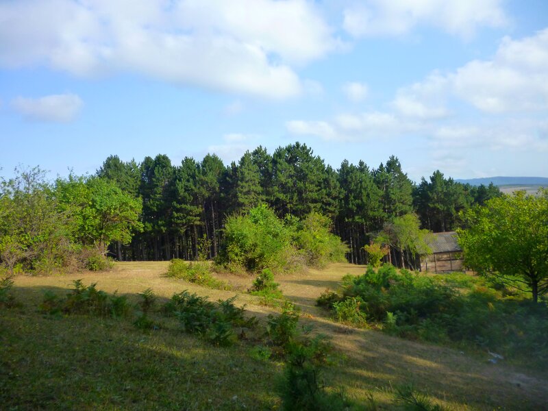 Pine Forest and Shed