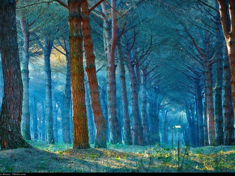 Pine Forest at Dawn — Blue, Serene