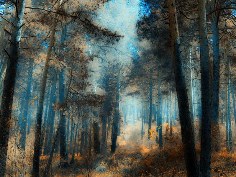 Pine Forest at Dawn — Blue