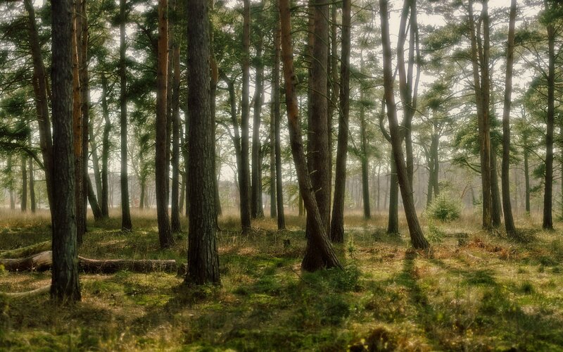 Pine Forest at Dawn — Green, Serene