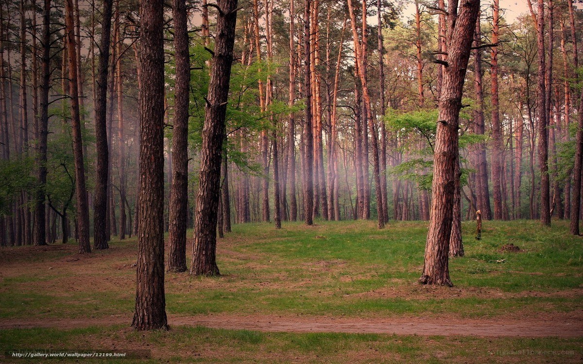Pine forest at dawn