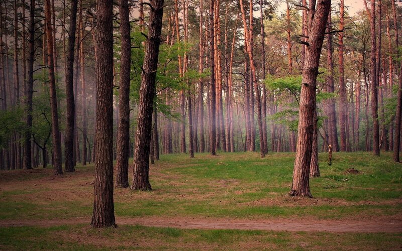 Pine Forest at Dusk — Green