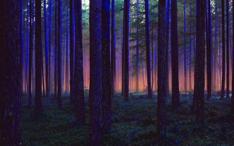 Pine Forest at Dusk