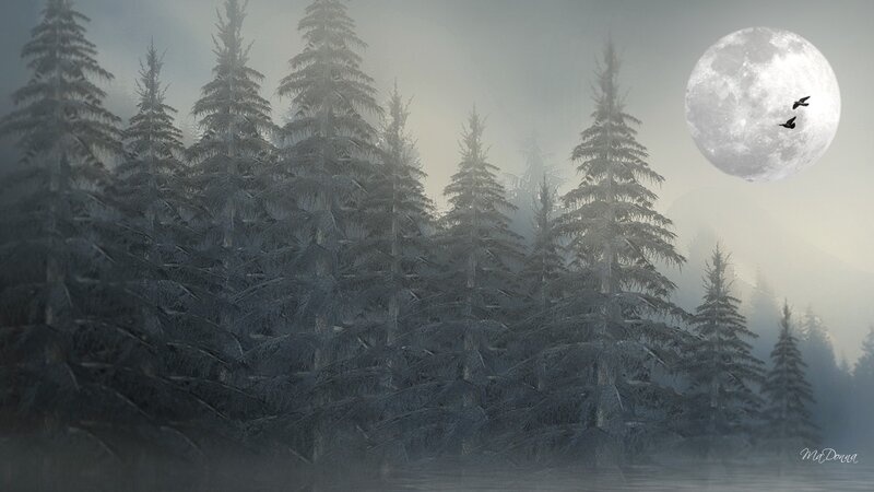 Pine Forest at Night