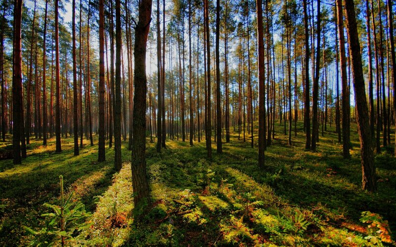 Pine Forest at Sunrise — Green, Serene, Morning