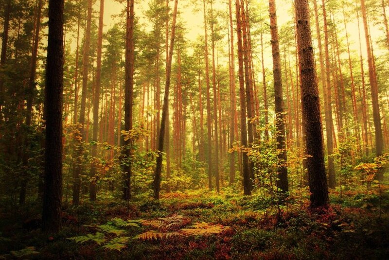Pine Forest at Sunrise — Green, Serene