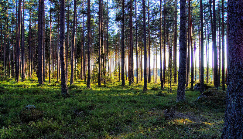 Pine Forest at Sunrise