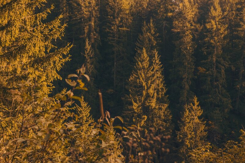 Pine Forest at Sunset — Gold