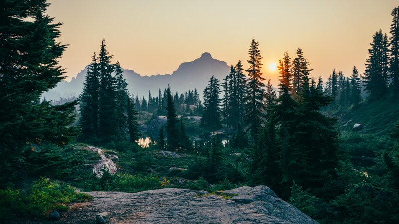 Pine Forest at Sunset — Green, Serene