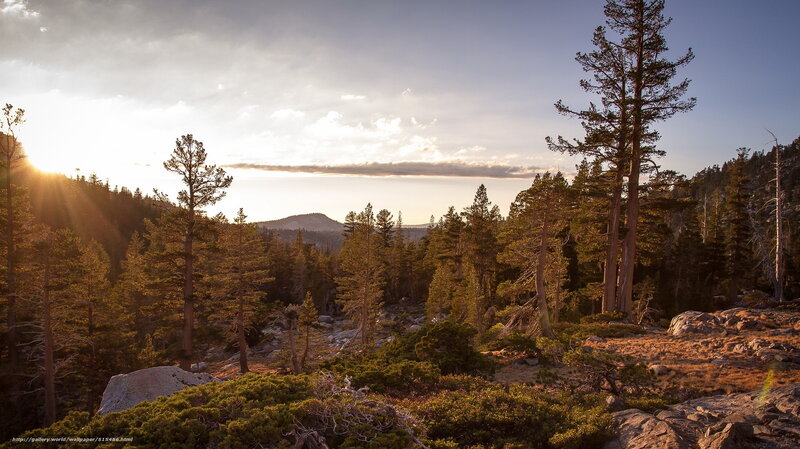 Pine Forest at Sunset — Green