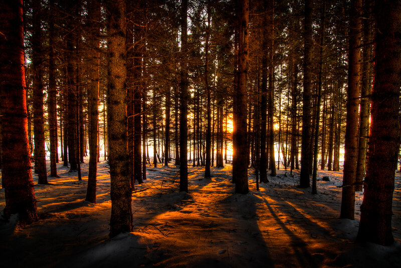 Pine Forest at Sunset — Orange, Dramatic