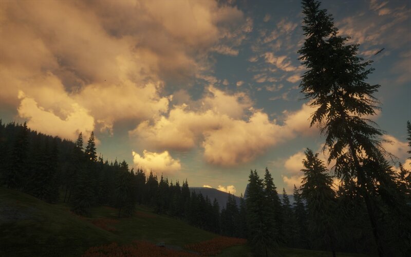 Pine Forest at Sunset — Orange, Serene