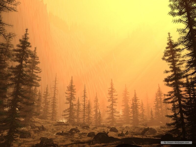 Pine Forest at Sunset — Orange