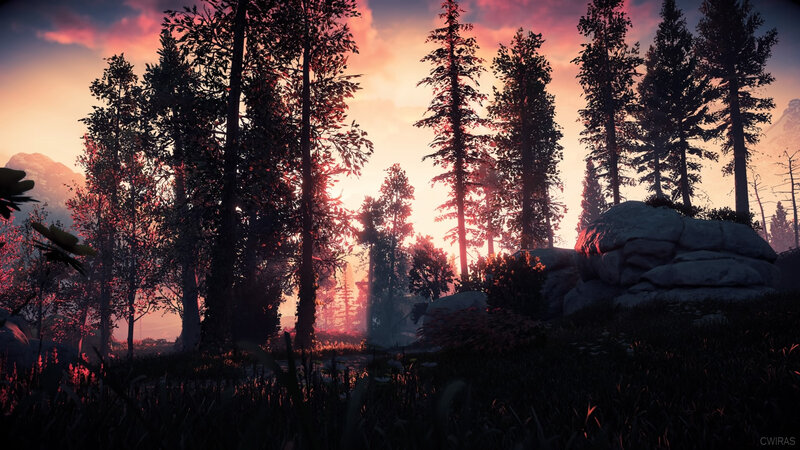Pine Forest at Sunset — Pink