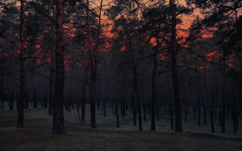 pine forest at sunset