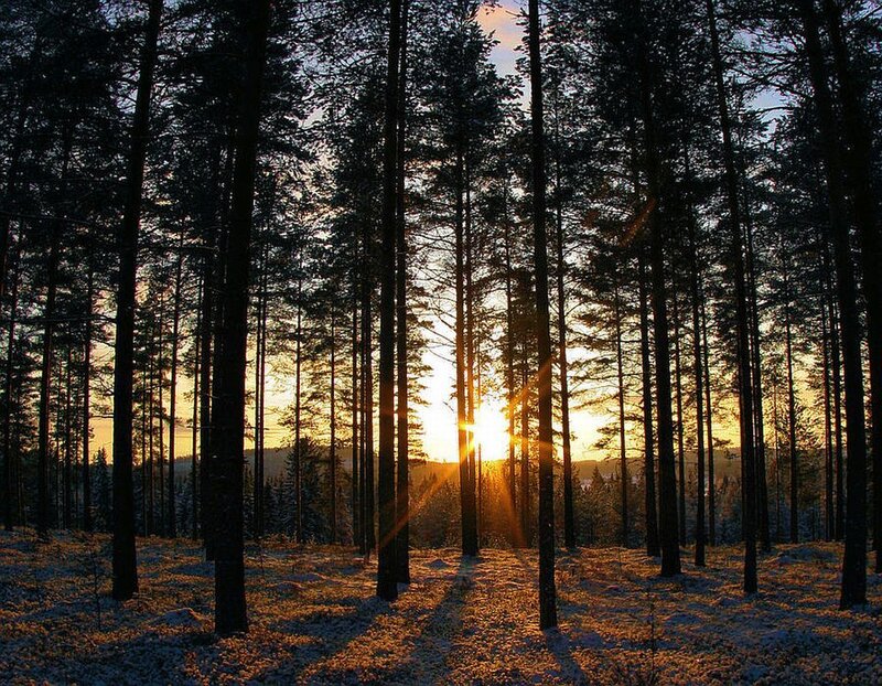 Pine Forest at Sunset — Yellow