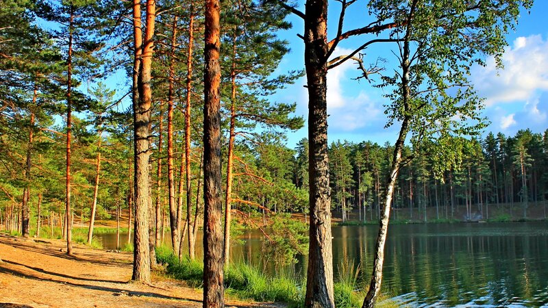 Pine forest by a calm lake