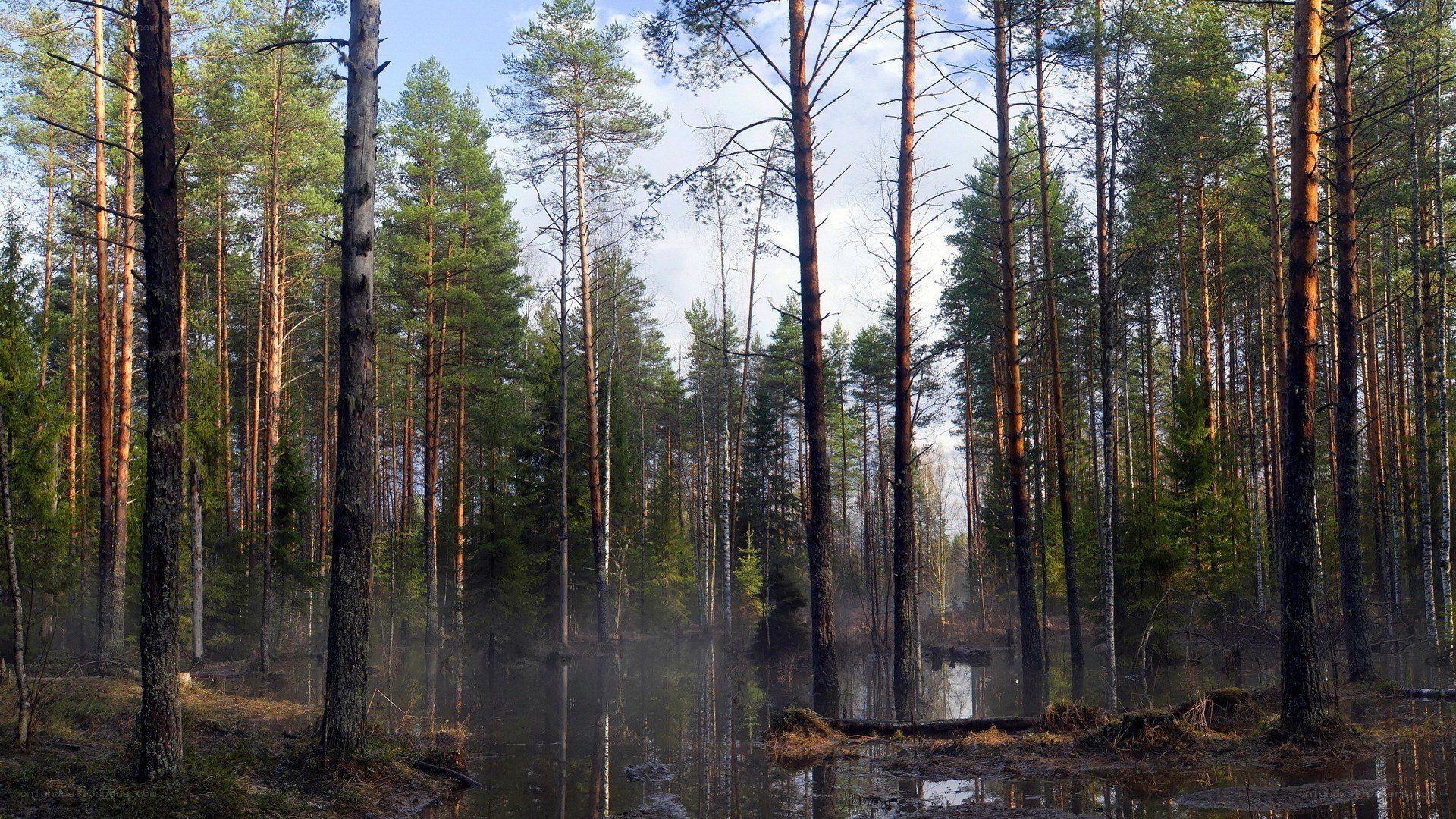 pine forest by a calm pond