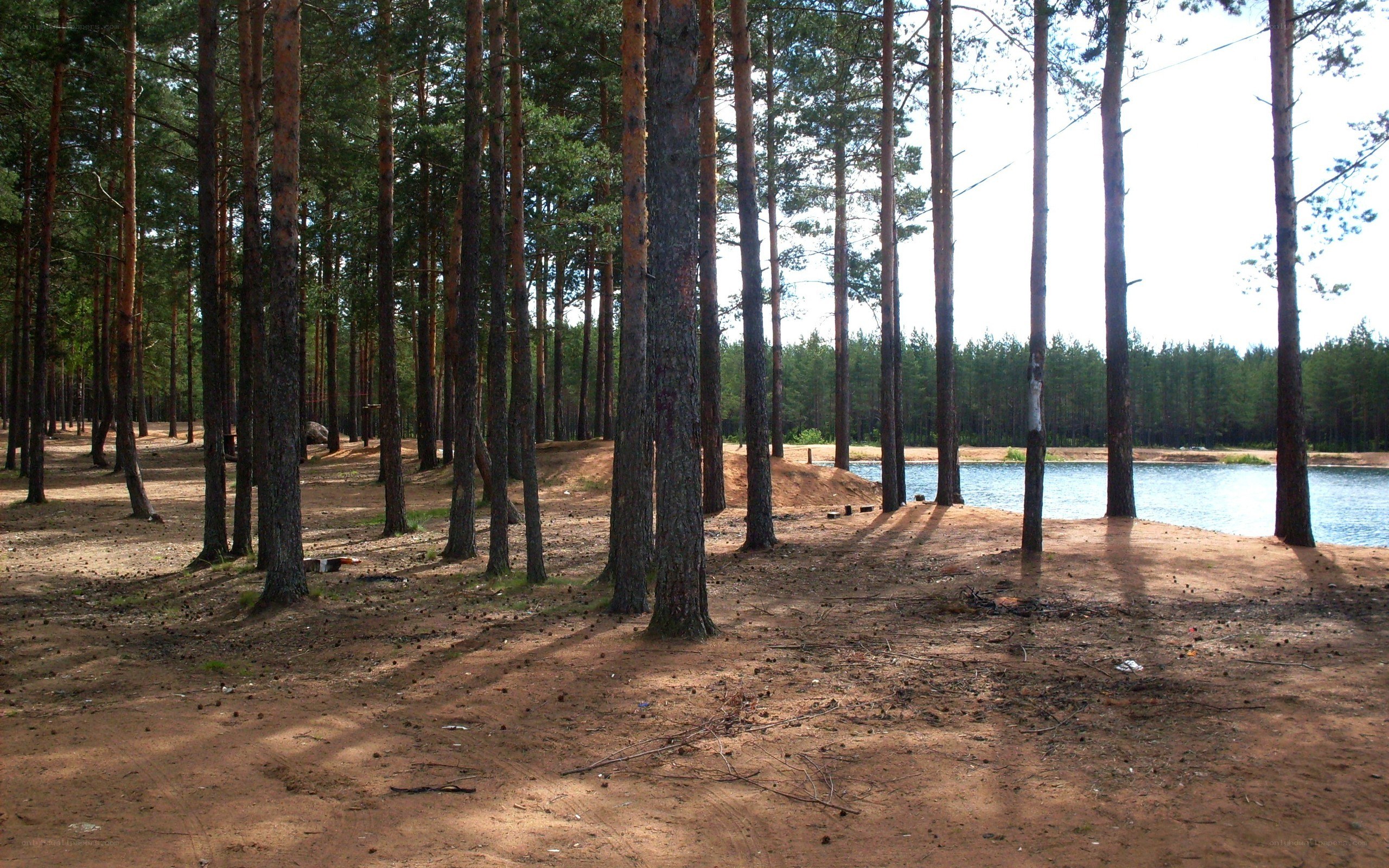 Pine forest by a lake