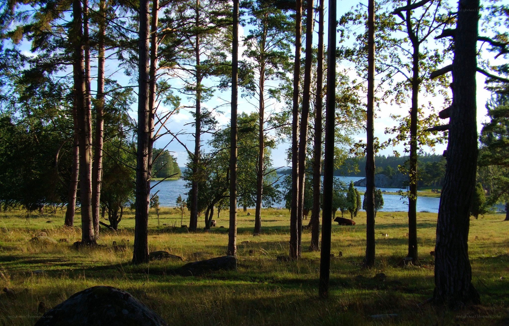 Pine forest by a lake