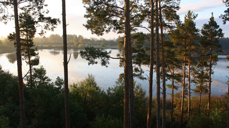 Pine forest by a lake at sunrise