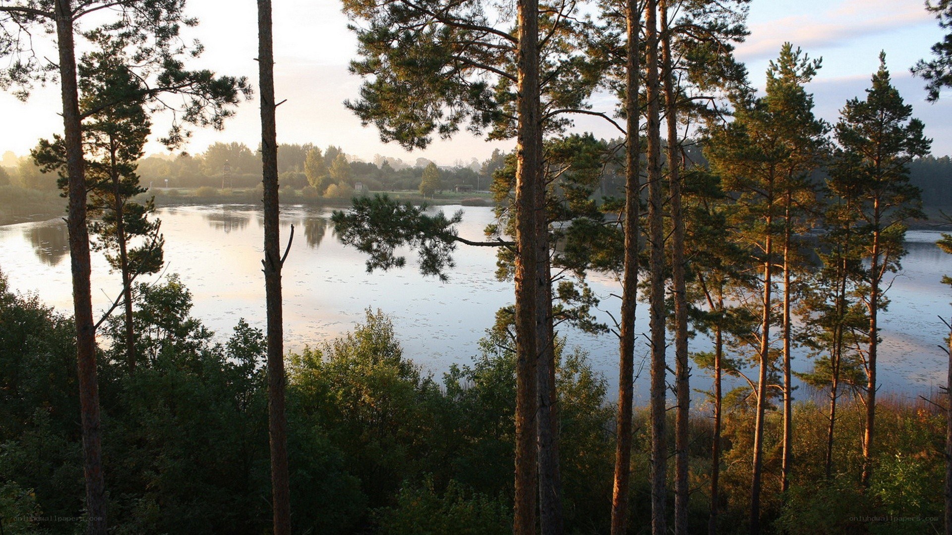 Pine forest by a lake at sunrise