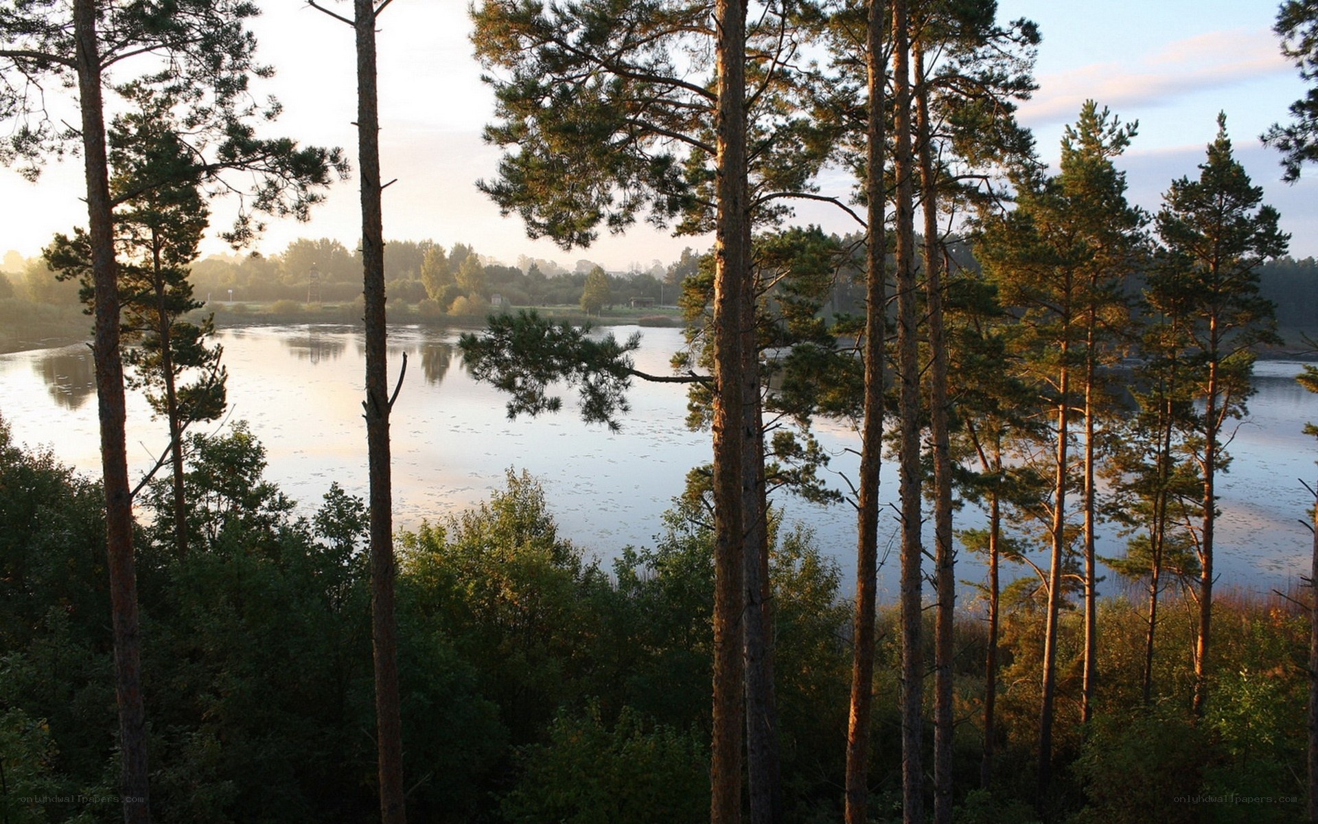 Pine forest by a lake at sunrise