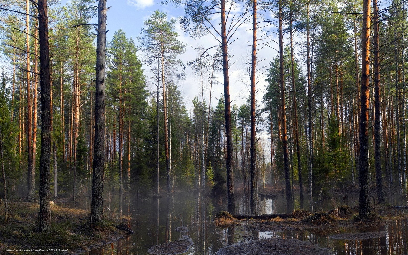 Pine forest by a misty pond