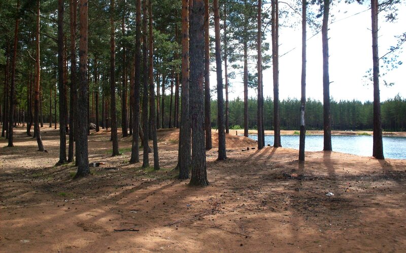 Pine Forest by Lake — Brown