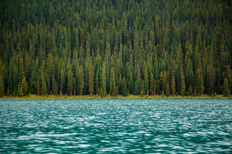 Pine Forest by Lake — Green, Serene, Photograph