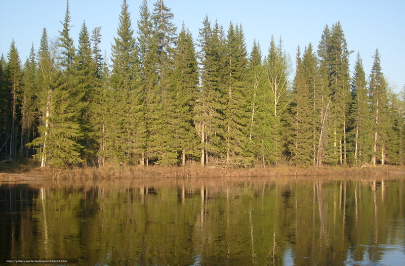 Pine Forest by Lake — Green, Serene