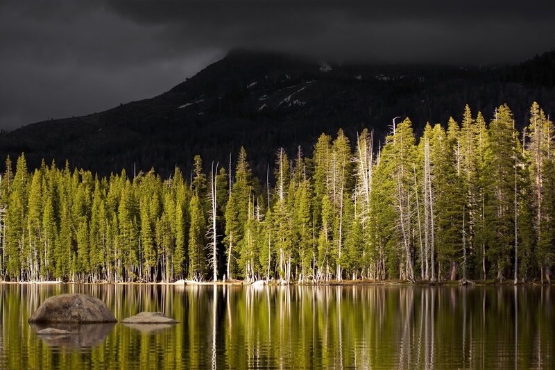 Pine Forest by Lake — Green
