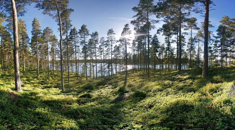 Pine Forest by Lake
