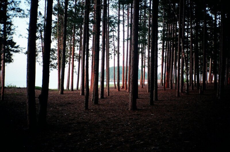 Pine forest by the sea