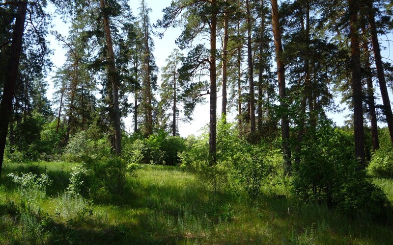 Pine Forest Clearing — Green, Serene, Afternoon, Photograph, Trees